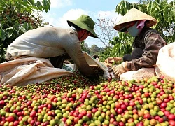 Giá cà phê Đắk Lắk hôm nay "đổi gió" tăng mạnh, làm thế nào để phòng chống bệnh vàng lá, thối rễ cà phê?