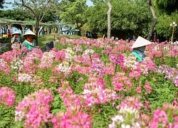 "Gia đình hổ" uy nghi, hùng tráng tại Hội Xuân thành phố biển Vũng Tàu