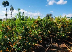 Mang loài cây cảnh người miền Bắc hay chơi trong dịp Tết vào Gia Lai trồng, ông nông dân hốt bạc