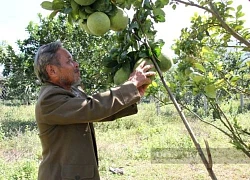 Ninh Thuận: Bưởi da xanh trồng trên miền núi Bác Ái, thương lái vừa ra khỏi vườn là "cháy hàng"