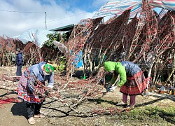 Tấp nập mua bán đào Tết dọc quốc lộ 6 ở Sơn La, đào này là đào nương hay là đào rừng?