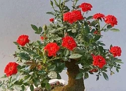 Trồng hoa hồng bonsai dáng, thế độc lạ, tết đến xuân về trai phố núi Gia Lai bán vèo vèo kiếm bộn tiền