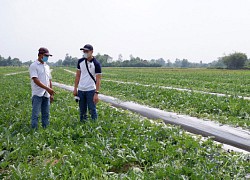 Vùng đất này ở Long An nông dân trồng dưa hấu to, lúc đầu thấy lo lo, ai ngờ nay thương lái cân hết sạch