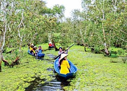 Cà Mau: Bơi xuồng ba lá giữa U Minh Hạ