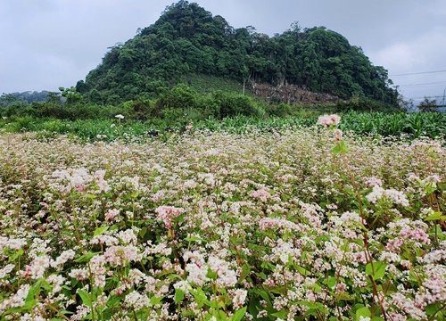 Đi phượt ở Hà Giang mùa này có gì hay?