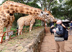 Khám phá kinh đô săn bắn của châu Phi Nairobi