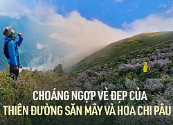 Khám phá những thiên đường săn mây và hoa chi pâu tuyệt đẹp ở vùng Tây Bắc