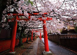 Kyoto rất mong đón du khách trở lại nhưng 'thủ thỉ' những yêu cầu đặc biệt