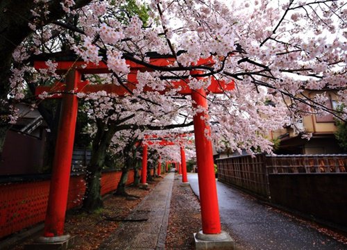 Kyoto rất mong đón du khách trở lại nhưng 'thủ thỉ' những yêu cầu đặc biệt