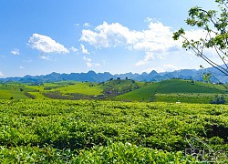 Mộc Châu - Viên ngọc xanh giữa lòng Tây Bắc trở thành Điểm đến thiên nhiên hàng đầu châu Á