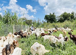 Người Pleiku nuôi &quot;thú cưng&quot; để hút khách du lịch