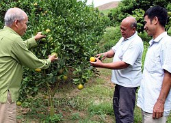 Phát huy vai trò của người cao tuổi tham gia xây dựng và phát triển kinh tế xã hội