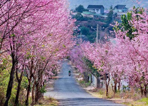 Đà Lạt: Chiếu sáng nghệ thuật các con đường bằng hình ảnh các loài hoa