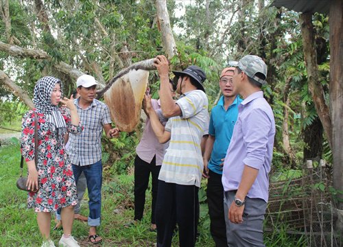 Về Cà Mau trải nghiệm gác kèo ong ở rừng U Minh Hạ