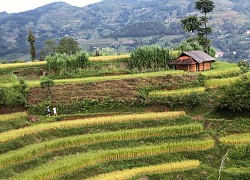 Vẻ đẹp ruộng bậc thang Quán Dín Ngài, Bản Phố (Lào Cai)