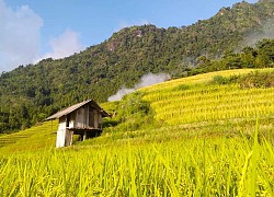 Về Nậm Cang, nghe rì rào lúa gọi mùa vàng