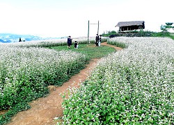 Về thảo nguyên Suôi Thầu ngắm hoa Tam giác mạch