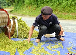 Yên Bái: Người dân Tú Lệ tất bật làm cốm xanh đặc sản vùng Tây Bắc