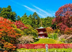 7 địa điểm đẹp nhất để ngắm Osaka mùa lá đỏ