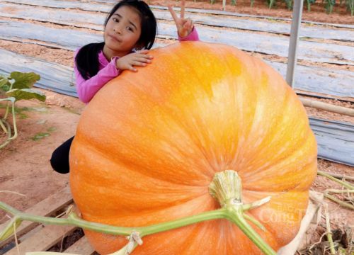 Bí ngô khổng lồ hút khách trước thềm Halloween