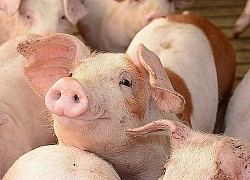 Giá heo hơi hôm nay 29/10: Biến động tăng/giảm nhẹ 1.000 đồng/kg