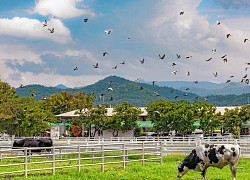 Một vòng khám phá những địa điểm độc đáo ở Khao Yai thiên đường Châu Âu giữa lòng Thái Lan