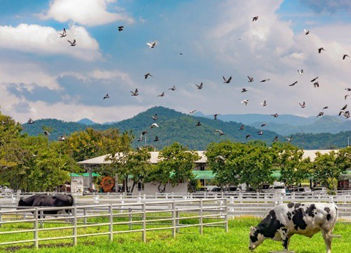 Một vòng khám phá những địa điểm độc đáo ở Khao Yai thiên đường Châu Âu giữa lòng Thái Lan