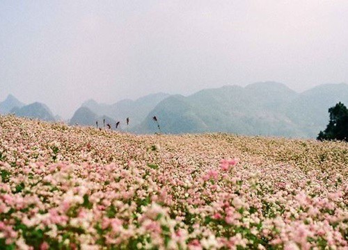Những điểm checkin nổi tiếng ở Hà Giang