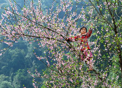 Du xuân Hà Giang - Săn hoa đào hoa mận trên cao nguyên đá