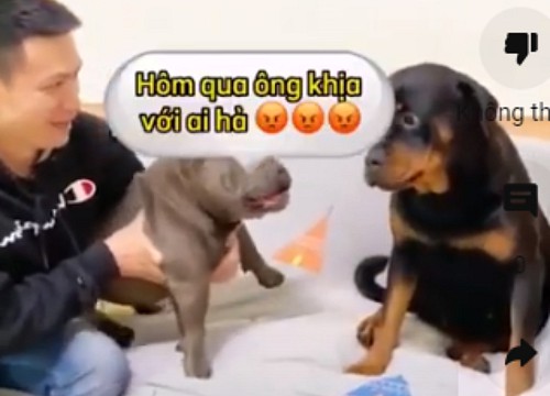 Chú chó lên mặt với đồng bọn vì được chủ chống lưng