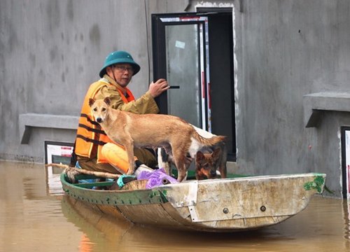 Chủ chạy lũ, chú chó ngâm nước hàng tiếng chờ được đón