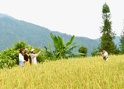 Hà Giang: Xà Phìn thu hút khách du lịch trong "mùa vàng"