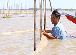 Lũ kết hợp triều cường ở Đồng bằng sông Cửu Long có thể dâng cao nhất trong bốn năm qua