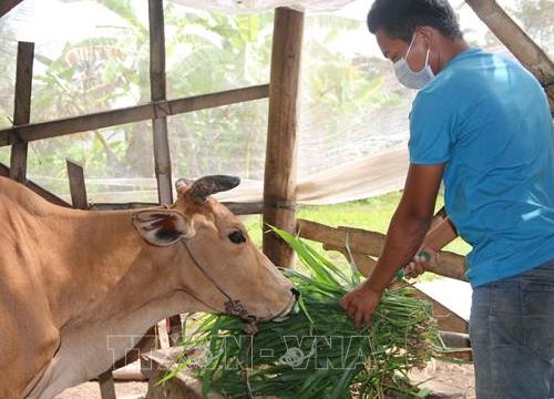 Trà Vinh giải ngân trên 100 tỷ đồng cho 5 chương trình tín dụng chính sách