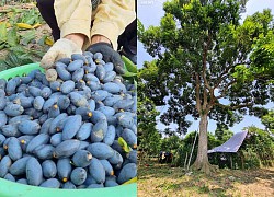 Trèo lên ngọn cây thu hoạch 'vàng đen', nông dân bỏ túi hàng trăm triệu đồng