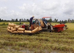 Giá lúa gạo hôm nay 7/10: Nguồn cung ít, nhà máy chào bán với giá cao