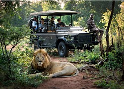 Những nơi tuyệt vời nhất để du lịch Safari trong tương lai