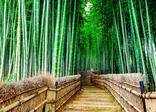 Vẻ đẹp của rừng tre và thiền Zen tại Sagano và Arashiyama - nơi du ngoạn của giới quý tộc Kyoto thời xưa