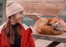 Zao Fox Village, ngôi làng sở hữu hàng trăm chú cáo béo siêu đáng yêu ở Nhật Bản