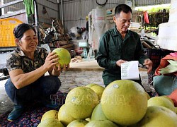 Bưởi đường &#8211; Cây thoát nghèo ở Tuyên Quang