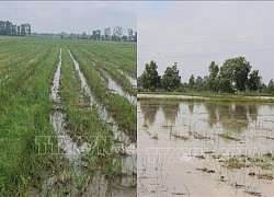 Chi phí tăng cao hàng nghìn ha sản xuất vụ lúa Thu Đông ở Bạc Liêu bị bỏ hoang