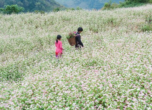 Đua thuyền, súp ván đứng tại Lễ hội hoa tam giác mạch Hà Giang