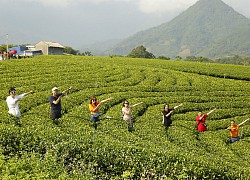 Đồi chè Cầu Đá &#8211; Điểm tham quan, check in tuyệt vời dành cho du khách tại Thái Nguyên