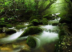 Yakushima khu rừng tuyết tùng tuyệt đẹp là bối cảnh của bộ phim Công chúa Mononoke nổi tiếng