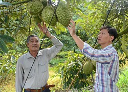 "Khó đỡ" với giá mít Thái và sầu riêng ở miền Tây