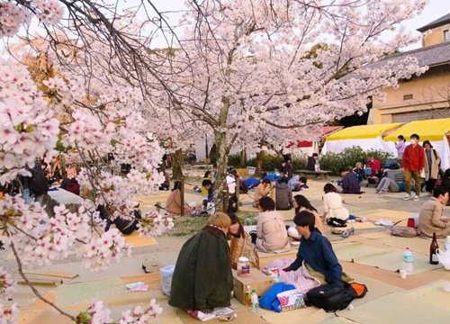 Lễ hội hoa anh đào Hanami (Nhật Bản) có gì thú vị?