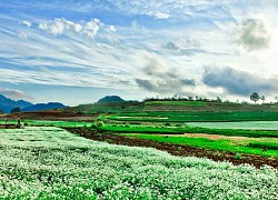 Mộc Châu Cao nguyên nở hoa