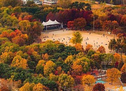 5 điểm ngắm lá vàng mùa thu gần trung tâm Seoul