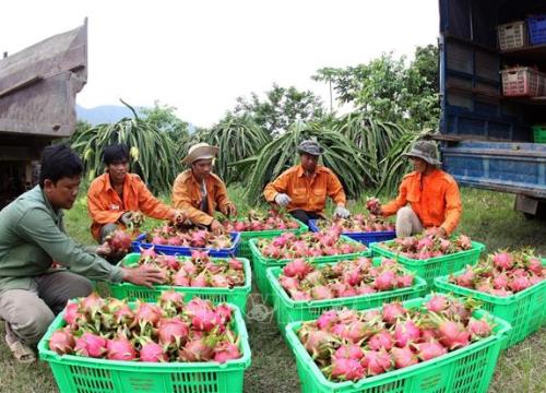 Bình Thuận: Đẩy mạnh cấp mã số vùng trồng cho cây thanh long