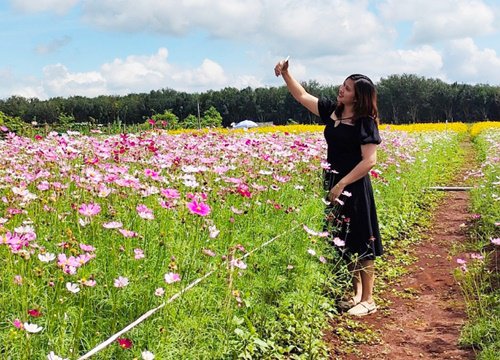 Đắk Lắk: Rực rỡ sắc màu "Cánh đồng hoa Ban Mê"